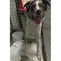 Foto dell\'animale cane - Matr. 2022/1906 - Microchip 380260004427225
