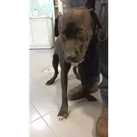 Foto dell\'animale cane - Matr. 2022/1907 - Microchip 380260101644852