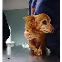 Foto dell\'animale cane - Matr. 2022/1908 - Microchip 380260044914151