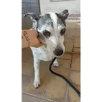 cane - Matr. 2022/1909 - Microchip 380260044914156