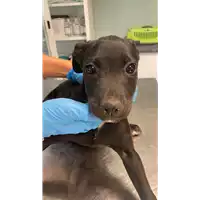 Foto dell\'animale cane - Matr. 2022/1920 - Microchip 380260044913686