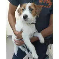 Foto dell\'animale cane - Matr. 2022/1923 - Microchip 380260102280640