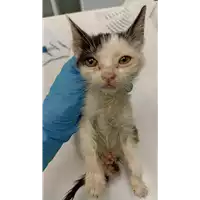 Foto dell\'animale gatto - Matr. 2022/1924 - Microchip 380260044733026