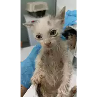 Foto dell\'animale gatto - Matr. 2022/1926 - Microchip 380260044732492