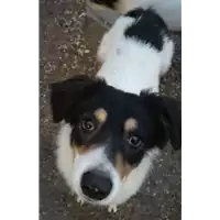 Foto dell\'animale cane - Matr. 2022/1929 - Microchip 380260044913937
