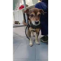 Foto dell\'animale cane - Matr. 2022/1930 - Microchip 380260044913946