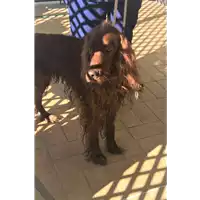 cane - Matr. 2022/1942 - Microchip 380260044319502