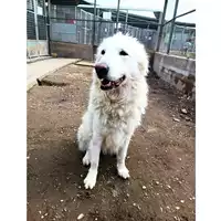 Foto dell\'animale cane - Matr. 2013/0205 - Microchip 380260040911633