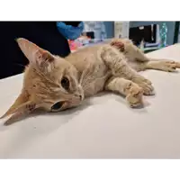 Foto dell\'animale gatto - Matr. 2022/1950 - Microchip 380260044731224