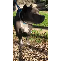 Foto dell\'animale cane - Matr. 2022/0657 - Microchip 380260044549494