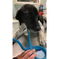 Foto dell\'animale cane - Matr. 2022/0500 - Microchip 380260044549212