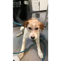 Foto dell\'animale cane - Matr. 2022/1957 - Microchip 380260044731328