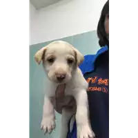 Foto dell\'animale cane - Matr. 2022/1961 - Microchip 380260044921770