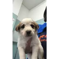 Foto dell\'animale cane - Matr. 2022/1962 - Microchip 380260044748527