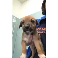 Foto dell\'animale cane - Matr. 2022/1963 - Microchip 380260044733088
