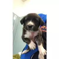 Foto dell\'animale cane - Matr. 2022/1964 - Microchip 380260044732204