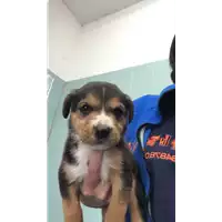 Foto dell\'animale cane - Matr. 2022/1965 - Microchip 380260044732434