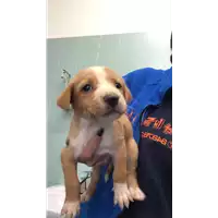cane - Matr. 2022/1966 - Microchip 380260044913459