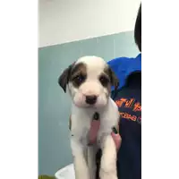Foto dell\'animale cane - Matr. 2022/1967 - Microchip 380260044913718