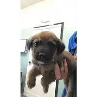 Foto dell\'animale cane - Matr. 2022/1968 - Microchip 380260044913934