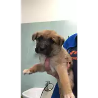Foto dell\'animale cane - Matr. 2022/1969 - Microchip 380260044914206
