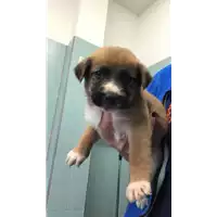 cane - Matr. 2022/1971 - Microchip 380260044921580