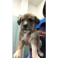 Foto dell\'animale cane - Matr. 2022/1972 - Microchip 380260044913828