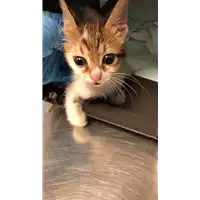 Foto dell\'animale gatto - Matr. 2022/1976 - Microchip 380260044731262