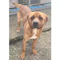 Foto dell\'animale cane - Matr. 2022/1980 - Microchip 380260044732487