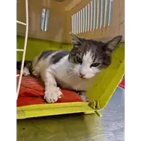 Foto dell\'animale gatto - Matr. 2022/1981 - Microchip 380260042911306
