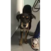 Foto dell\'animale cane - Matr. 2022/0674 - Microchip 380260044549398