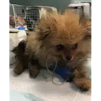 Foto dell\'animale cane - Matr. 2022/1975 - Microchip 380260044731960