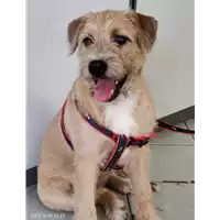 Foto dell\'animale cane - Matr. 2022/1983 - Microchip 380260044913723