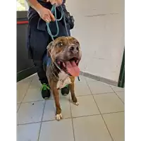 Foto dell\'animale cane - Matr. 2022/1984 - Microchip 380260101907728