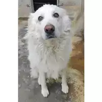 Foto dell\'animale cane - Matr. 2022/1985 - Microchip 380260004330022