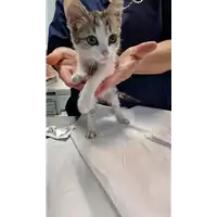Foto dell\'animale gatto - Matr. 2022/1988 - Microchip 380260044914082