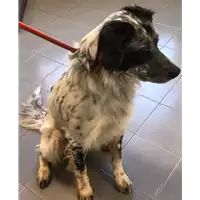 Foto dell\'animale cane - Matr. 2022/1990 - Microchip 380260044913889