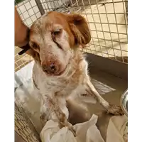 Foto dell\'animale cane - Matr. 2022/1993 - Microchip 380260044913872