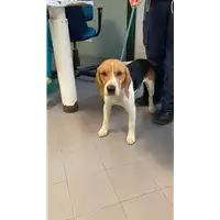 Foto dell\'animale cane - Matr. 2022/1995 - Microchip 380260102115940
