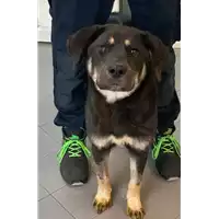 Foto dell\'animale cane - Matr. 2022/1997 - Microchip 380260044913472