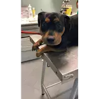 Foto dell\'animale cane - Matr. 2022/1998 - Microchip 380260044914030