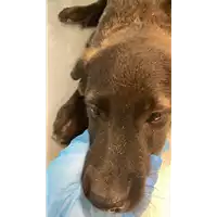 Foto dell\'animale cane - Matr. 2022/2003 - Microchip 380260044913853