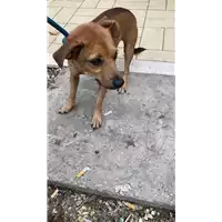 Foto dell\'animale cane - Matr. 2022/0216 - Microchip 380260044549691