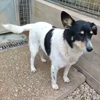 Foto dell\'animale cane - Matr. 2022/2004 - Microchip 380260041275095