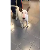 Foto dell\'animale cane - Matr. 2022/2009 - Microchip 380260004388309