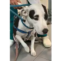 Foto dell\'animale cane - Matr. 2022/2008 - Microchip 380260044731659