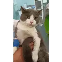 Foto dell\'animale gatto - Matr. 2022/2014 - Microchip 380260044914324