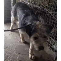 Foto dell\'animale cane - Matr. 2017/1098 - Microchip 380260043268480
