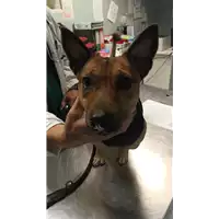Foto dell\'animale cane - Matr. 2022/2016 - Microchip 380260044731842