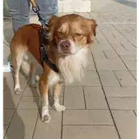 Foto dell\'animale cane - Matr. 2022/2019 - Microchip 642090001142262